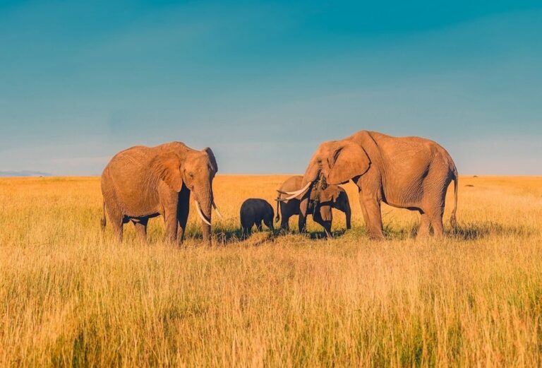 Africa